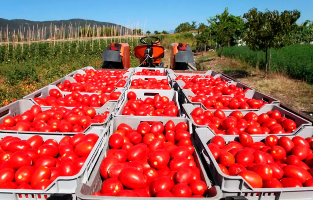 002-ARANCELES-TOMATES-NEGOCIAR-1024x656
