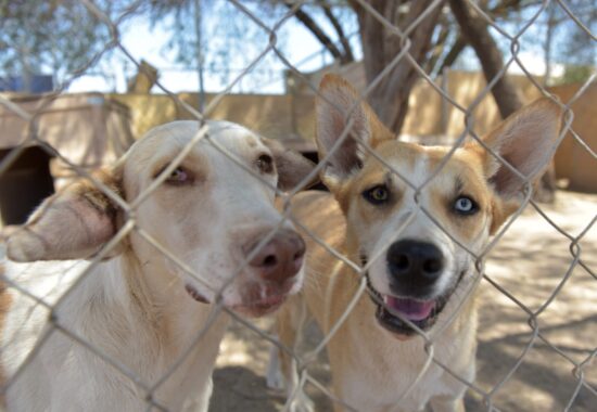 ApoyaBienestarPerros-1-550x380