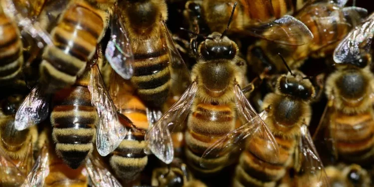 ENJAMBRE20ABEJAS28129-1-750x375