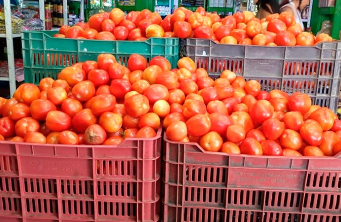 Tomate-690x450