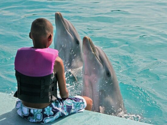 delfines-550x413
