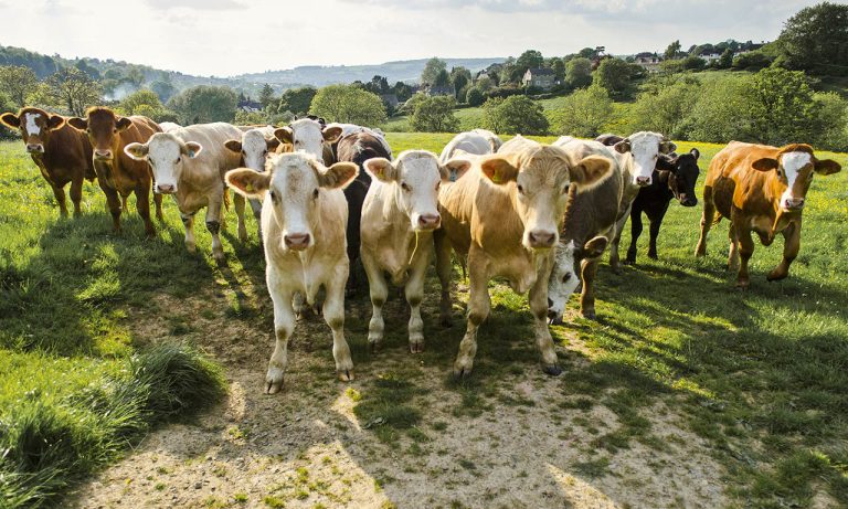 Portrait of herd of cows in rural green field