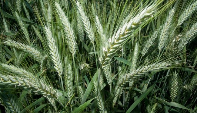 post_250825_Abre_AGRICULTURA_convocatoria_de_apoyos_para_productoras_y_productores_de_trigo_en_Sonora-4-650x375