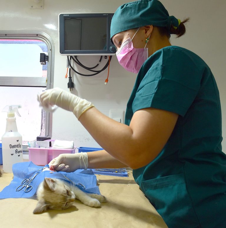 RecordAyuntaesterilizacionesPerrosGatos-2