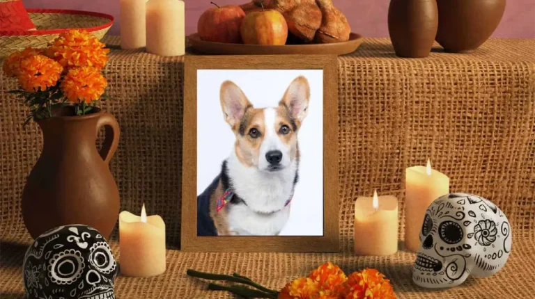 dia-de-muertos-cuando-se-pone-la-ofrenda-para-las-mascotas-y-que-elementos-lleva-02bea6e9-focus-0-0-1479-828