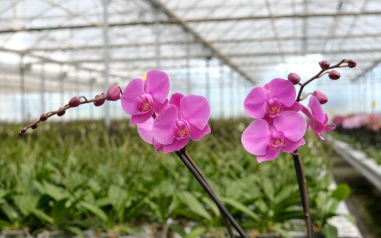 Dia-Nacional-Orquidea-Lanzan-convocatoria-Mexico-florece-con-orquideas-20032026