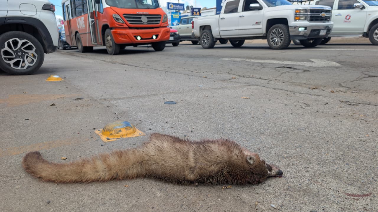 avistamientos-de-coaties-en-hermosillo-se-debe-a-que-buscan-comida-17731916890