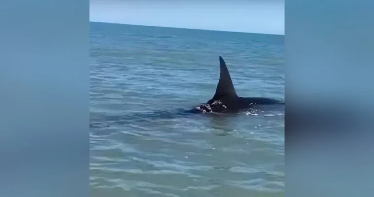 alertan-por-tiburon-en-huatabampito-1da46432-focus-0-0-1479-828